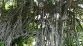 亜熱帯の島を実感