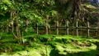 5月の新緑が鮮やかな木々がとても素晴らしかった