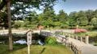 旭さくらの新緑がきれい