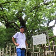 八幡宮の大きなクスの木