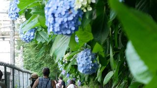 飛鳥山公園で紫陽花花見を