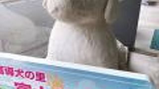 盲導犬への理解が深まります