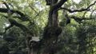 写真映えもする