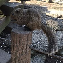 タイワンリス