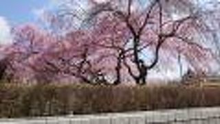 今年は車内から