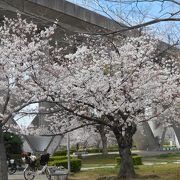 今年の春は 人も少なくゆっくりと桜を見ることができました。