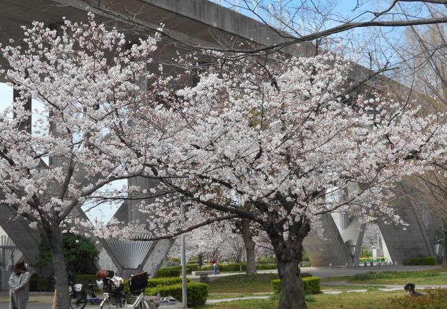 今年の春は 人も少なくゆっくりと桜を見ることができました。