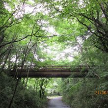 静かな木々に覆われた遊歩道