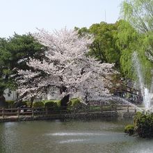 第二公園の池と満開の桜