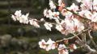 少し早かったかも