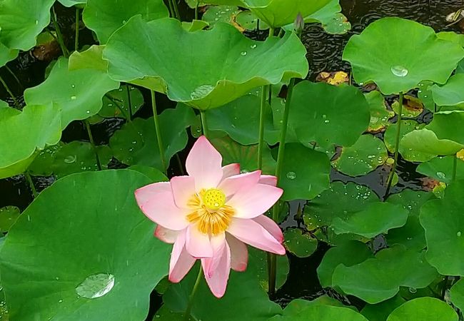 潮見坂平和公園