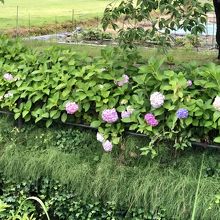 下之郷遺跡公園にて、紫陽花が綺麗に咲いていました。