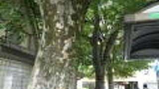 3本の樹が並んでいます