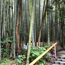 報国寺の「竹の庭」