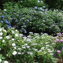 高幡不動アジサイ