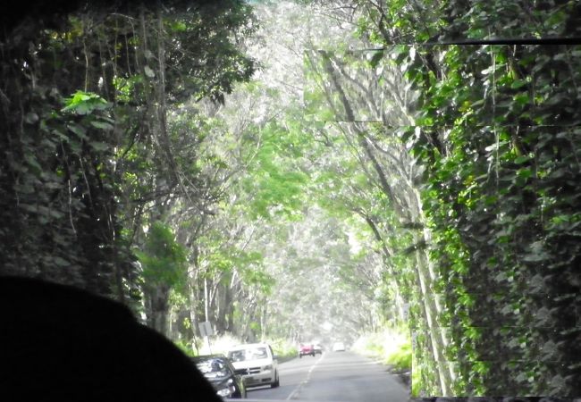 リフエからポイプへ向かう途中のマルヒア・ロードの入り口から１マイルほど続く樹齢１００年以上のユーカリの樹が両脇に並ぶ道路です。 