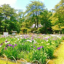 あやめの見頃で大変良かったです。