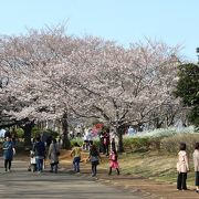 桜が綺麗でした。