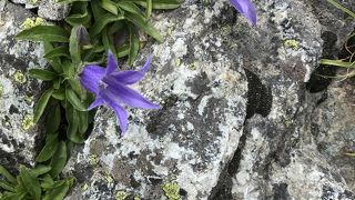 高山植物が真近に咲いてました。