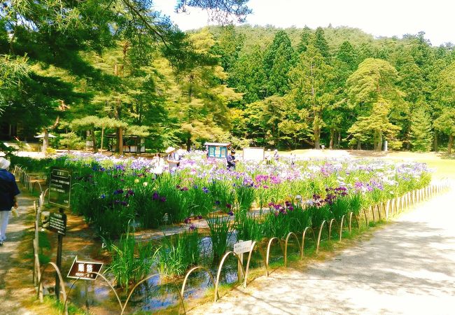 (毛越寺あやめまつり)　今年は新型コロナで中止されています