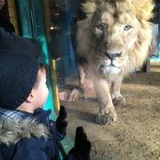 動物に大接近で大興奮