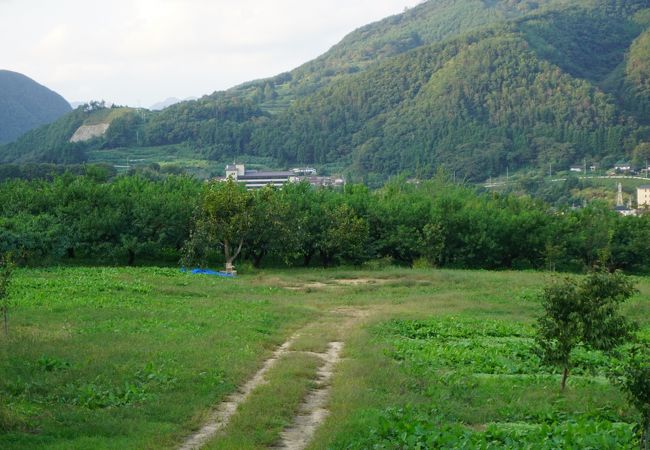 花の時期だときれいなんでしょうねというだけ