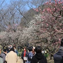 多くの観光客が
