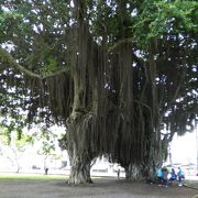 ヒロの街の海沿いの広い芝生広場がある大きなバニヤンツリーのある公園