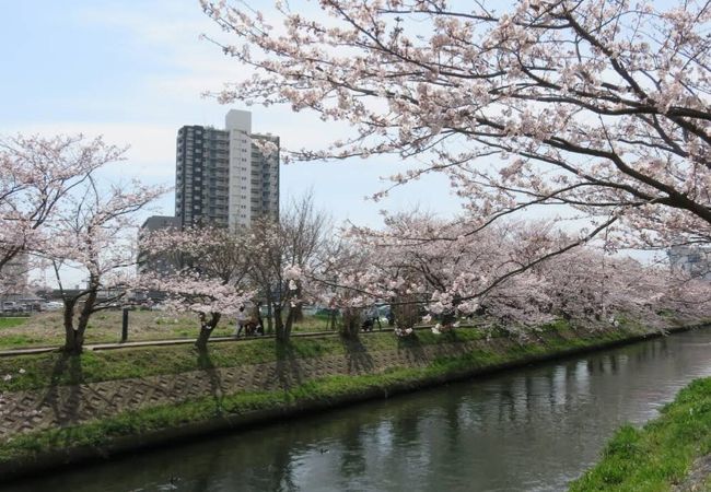 桜咲いてました