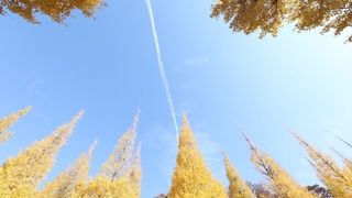 イチョウ並木の写真を撮りに