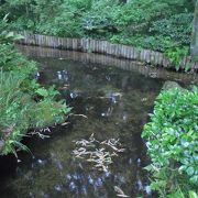 清流沿いの小径 （お鷹の道・真姿の池湧水群） 