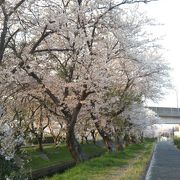桜が美しい