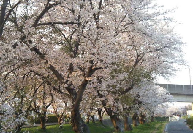 桜が美しい