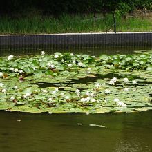 蓮の花