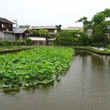 カキツバタ園のあたり