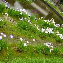 花ショウブが咲いてました