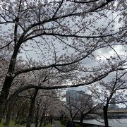 桜三分咲きの毛馬桜之宮公園