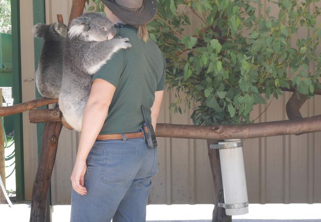 オーストラリアの動物に出会えます