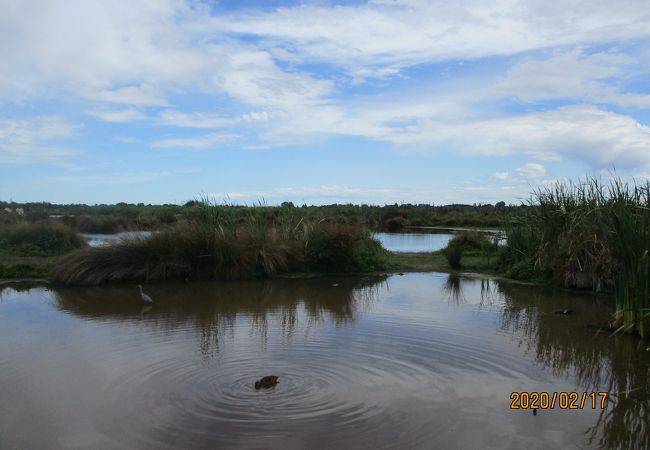 湿地帯の野鳥公園