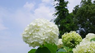 7月の1週目の週末は、アナベルは見頃だったが、その他のあじさいは既に終わってました…。