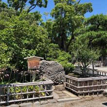 しっかりとした囲いの中にある