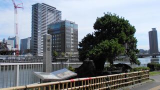 名木があった場所