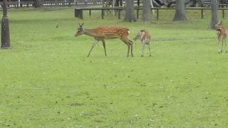 かわいいですね