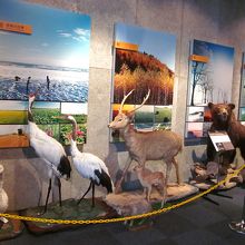 館内の自然ゾーンの剥製