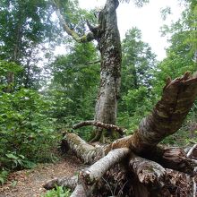 白神山地折れたマザーツリーの残骸