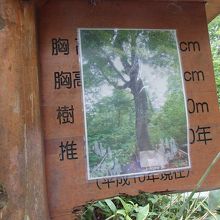 白神山地のマザーツリーを見に行きました By Zenkyou01 マザーツリーのクチコミ フォートラベル