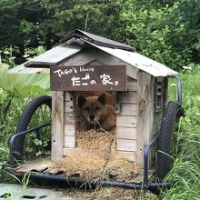 看板犬のたご君