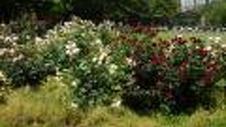 バラが咲いていました