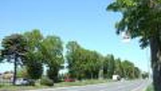 （再訪）初夏は綿毛が・・・