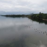 客室から天橋立(右手の松林）